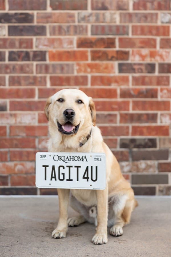 Archie the office dog wearing a TAGIT4U Oklahoma plate, outside the Newcastle Tag Agency