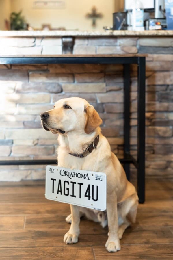 Archie, a yellow Labrador, sitting on the office floor wearing an Oklahoma license plate that reads TAGIT4U around his neck